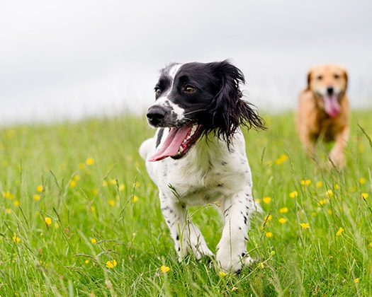 Hunde auf Wiese